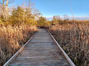 boarwalk trail